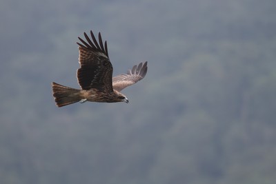 台灣黑鳶27年來首度破700隻　農藥、老鼠藥荼毒是最大威脅