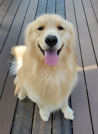 优雅黄金犬变「泥人像」 连妈都认不得