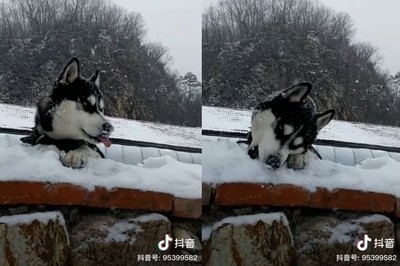 「餓哈」埋頭品嚐天然「雪花冰」！　網笑翻：月底到了