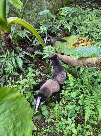 白鼻心宝宝4个月长成「亚成体」 野化训练助它适应大自然