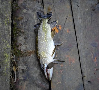 男河邊釣到梭子魚！魚腹異常隆起...剖開後見「活跳跳」景象驚呆