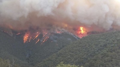 澳洲野火「燒掉一個南韓」面積　傷亡動物超過10億隻