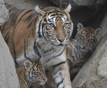 疫情逼閉館！印尼動物園0收入斷糧了　最壞打算：殺老弱動物餵虎、豹