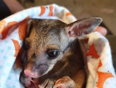 野火燒光牠們家！網募集「小袋子」變新窩　送給無家可歸動物