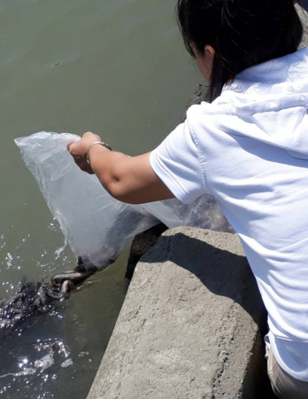 ▲▼萬華河濱公園野放淡水龜、鱉被罰3萬　信眾喊冤：替家人祈福。（圖／台北市動保處提供）