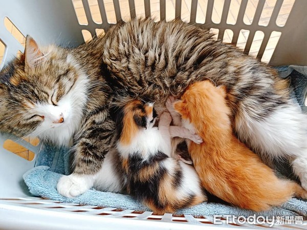 猫妈妈敲门,3分钟后沙发生子.