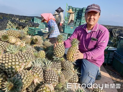 最大鳳梨田! 果農陳家展屏東枋寮租地超過150公頃栽種鳳梨 ... 很壯觀