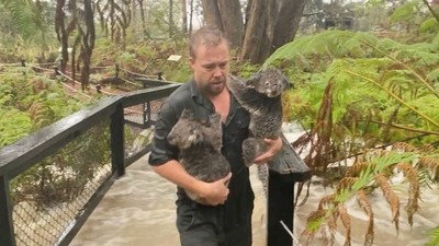 澳洲暴雨釀洪水…無尾熊淋成落湯雞　無助靠恩人胸膛「謝謝你」