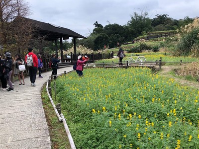 金黃花海美翻！貓空樟樹步道魯冰花盛開　賞花後直奔樟山寺祈福