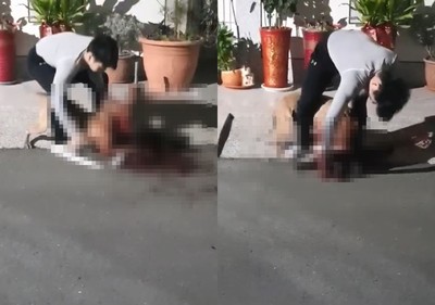 比特犬咬死小黑「脖子破洞」躺血泊　她慟曝影片：社區狗狗都斷耳斷腿