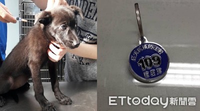 快來打狂犬病疫苗！2020年換新「寶藍色」頸牌　還能預防毛孩走失