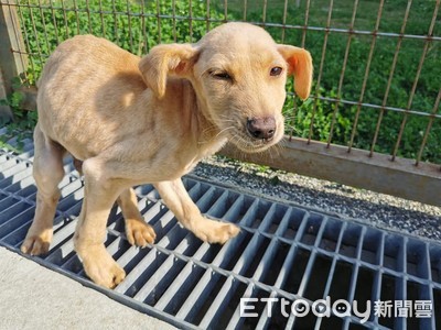 認養17天遭退回！療癒幼犬慘變「骷髏汪」　退養原因志工氣炸