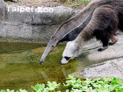 遊客驚見大食蟻獸與圓仔「同框喝水」　動物園出面說話了