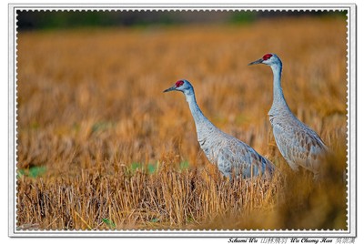 稀鳥「沙丘鶴」驚現雲林　民眾追鳥踩壞農作物！農民怒豎牌勸告