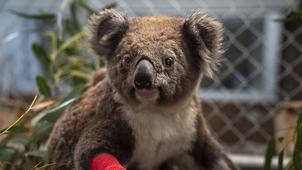 获救无尾熊以殉职消防员命名 网泪谢:永远不会忘记你们