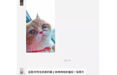 收費站被隔離心愛貓狗遭「焚燒」　飼主悲痛：就因我武漢人