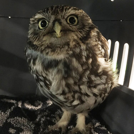 (图/翻摄自facebook/suffolk owl sanctuary)