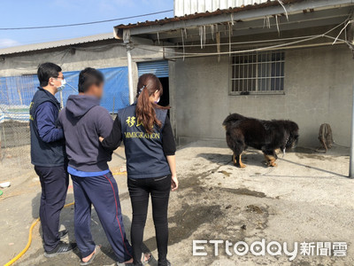 猛犬顧門！麥寮養鴨場藏獒超凶　移民署智擒非法移工