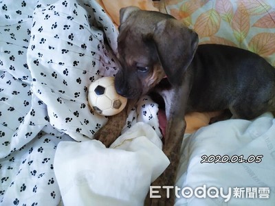 幫黑幼犬拍紀錄照　2個月發現牠「巨大差異」當場嚇壞