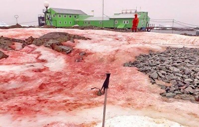 南極一夜變「腥紅大地」　白雪下生物罕見甦醒…科學家憂氣候暖化嚴重