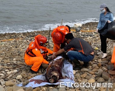 一級保育類江豚擱淺桃園海岸已死亡　海巡會同鯨豚協會將送驗