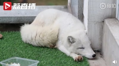 他好心讓白色流浪狗躲雨　隔天傻眼發現竟然是「超仙氣白狐」！