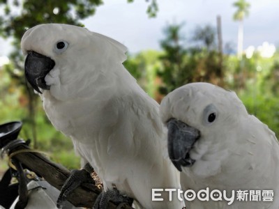 天真弟見巴丹興奮喊：是白色鴿子耶！　飼主無奈妙回笑翻網友