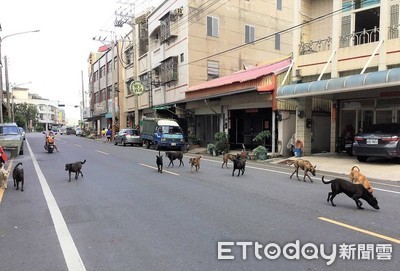 動物竄出釀車禍！　嘉義縣2019年164件　2死153傷