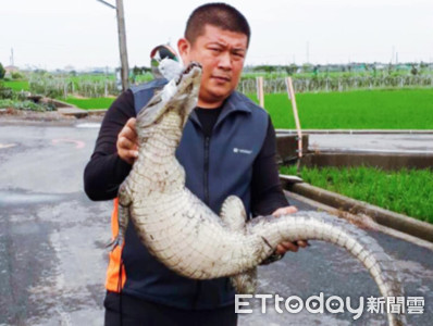 雲林農田驚見1公尺長鱷魚悠遊　鄉親嚇壞急叩里長！義消10分鐘生擒