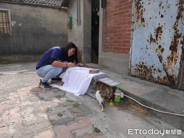 ▲▼ 台灣之心愛護動物協會自2015年開始，針對流浪貓的問題，成立「夜貓志工隊」，執行TNvR，從源頭減量，減緩與人類及野生動物的衝突。（圖／台灣之心愛護動物協會提供）