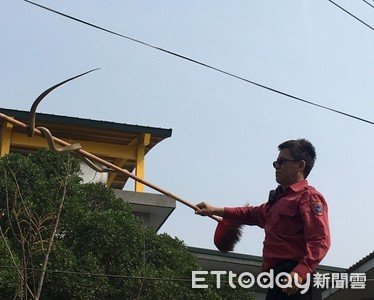 「臭青母」闖校園爬...與電纜交纏　消防員捕蛇兼辦生態教學