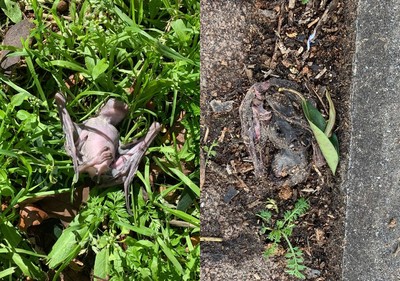 大群蝙蝠集體暴斃!他逛公園驚見「屍群」嚇傻 3大原因造成