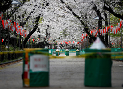 東京睽違51年再見「櫻花滿開後積雪」　3月底落雪竟達1cm厚