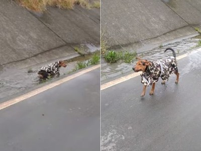 特地穿雨衣散步防濕　「脫韁野狗」下秒衝進水坑...變泳衣了！