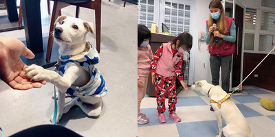 鼻頭國小校犬AKI年幼愛撲人誤傷學生　獸醫一招讓牠變乖寶寶