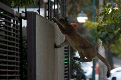 野生動物自由行！全球30億人被禁足　獅子、野豬樂逛大街