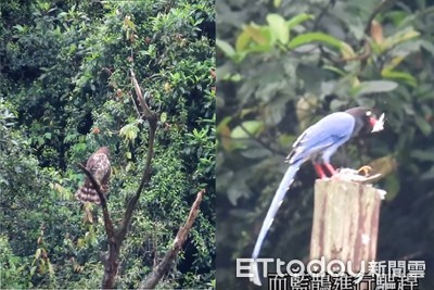 偷吃人家寶寶？鳳頭蒼鷹單挑藍鵲「樹上互瞪」　奇妙PK掀鳥友狂討論