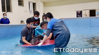 海豚被鯊魚攻擊擱淺　後送治療良好！發出高頻音彷彿說：我要活下去