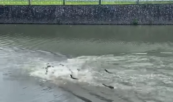 ▲▼來輸贏啊！20幾隻水獺分兩邊叫囂逼近　網笑瘋：根本幫派火拼。（圖／翻攝自Alfred Chua臉書）