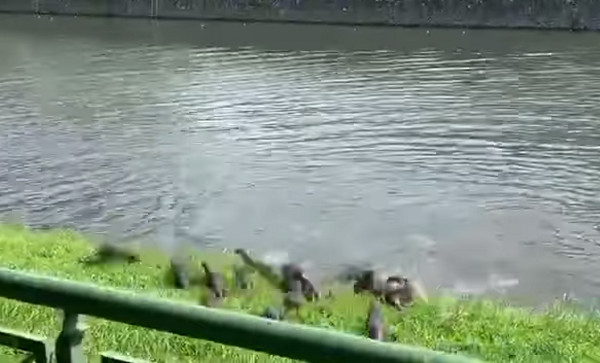 ▲▼來輸贏啊！20幾隻水獺分兩邊叫囂逼近　網笑瘋：根本幫派火拼。（圖／翻攝自Alfred Chua臉書）