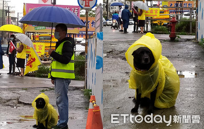 資深校犬陪導護老師站崗！　穿雨衣「包成米腸」表情萌翻網友