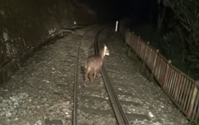 阿里山列車載客賞景　鐵道竄珍稀動物「跑給車追」驚呆網