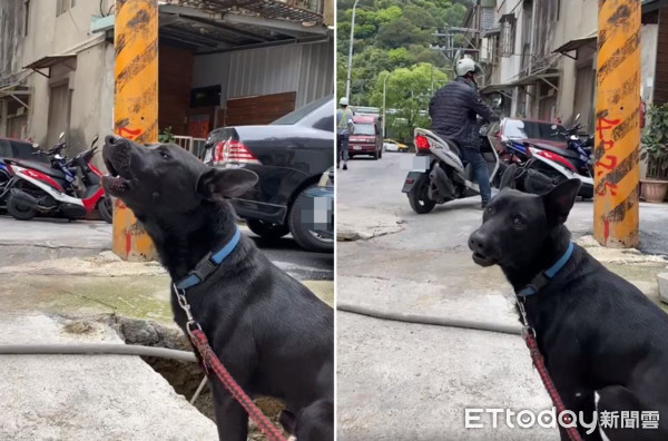 三點準時等小紅車，歐告開心下秒卻哭了。（圖／飼主賴曉美提供，請勿隨意翻拍，以免侵權。）