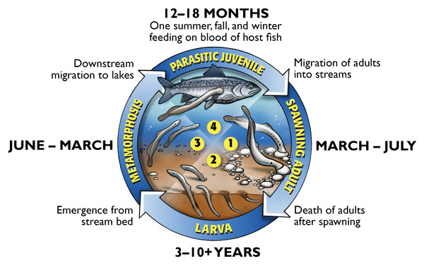 ▲八目鰻生長週期。（圖／Great Lakes Fishery Commission）