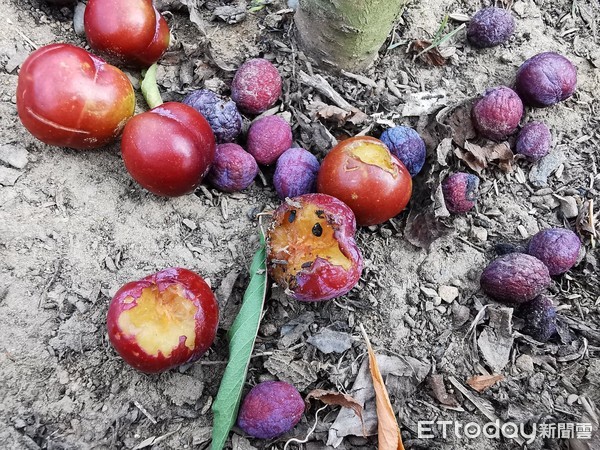 ▲有的水果被藍鵲啃幾口便丟棄，花盆內密布牠們遺留的「證物」。（圖／網友強哥授權提供）