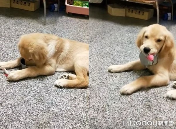 ▲小阿金「叼碗討食2.0」玩具一起咬！　媽看懂暗示後秒爆魔性笑。（圖／有點毛毛的／飼主黃石堅）