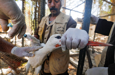 火雞群感染高病原性H7N3　美國農業部：沒有傳染人類案例