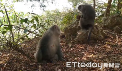 北鼻太可愛！獼猴阿姨「光速抱走小孩」　媽媽愣原地傻眼