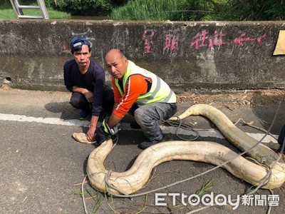 嚇死人！3米黃金蟒重達百斤遭棄鄉間　6壯漢合力抬起‧‧‧籲飼主快領回