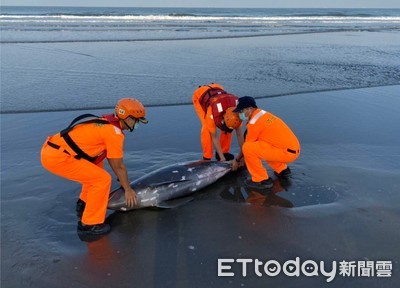 搶救擱淺小虎鯨 海巡人員協助回歸美麗大海 　 海巡人員協助回歸美麗大海